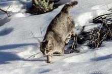 Cat in snow