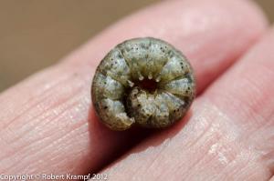 caterpillar caterpillar