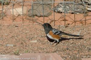 Spotted Towhee Spotted Towhee