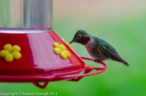 hummingbirds at feeder hummingbird