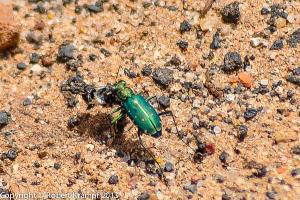 green beetle green beetle