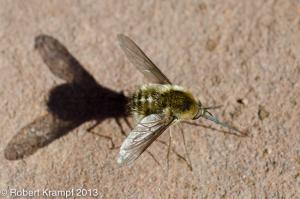 bee-like insect bee-like insect