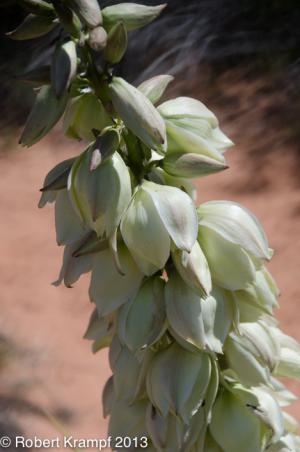 Yucca flowers Yucca flowers
