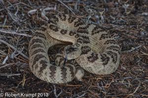 Mojave rattlesnake Mojave rattlesnake
