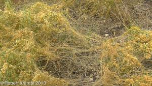 Plants and parasites Plants and parasites