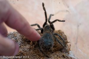 Tarantula and molts Tarantula