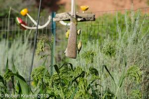 Bird feeder and grass-like plants Bird feeder and grass-like plants