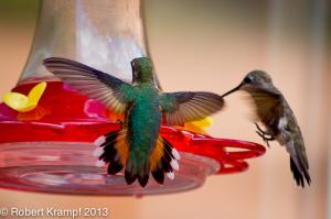 Rufous Hummingbird Rufous Hummingbird