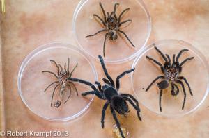 Tarantula and molts Tarantula and molts