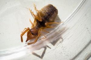 Strange arthropod Strange arthropod