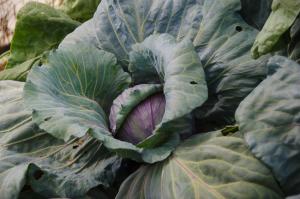 Cabbage Cabbage