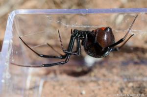 Black widow spider and baby spiders Black widow spider