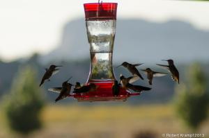 Hummingbirds at feeder Hummingbirds at feeder