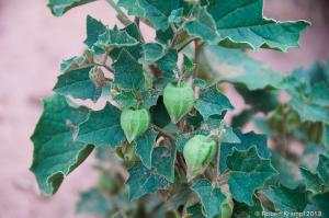 Plant with strange fruit Plant with strange fruit