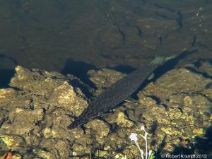 Long, thin fish Long, thin fish