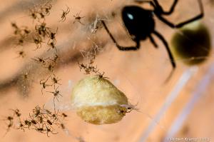 Black widow spider and baby spiders Black widow spider and baby spiders