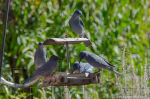 Pinyon Jays at feeder Pinyon Jays at feeder