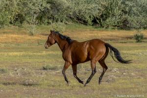 Running horse Running horse