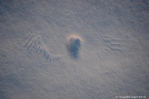 Print in snow Print in snow