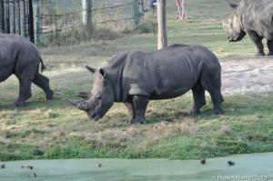 Rhinocerous Rhinocerous