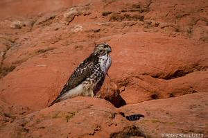 Red Tailed Hawk Red Tailed Hawk