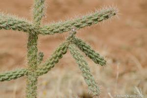 cholla cactus cholla cactus