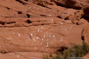 hawk droppings hawk droppings