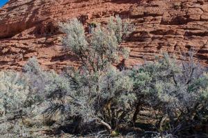 sagebrush sagebrush