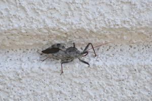 strange insect strange insect