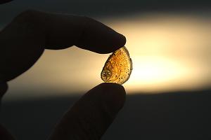 amber colored shell amber colored shell