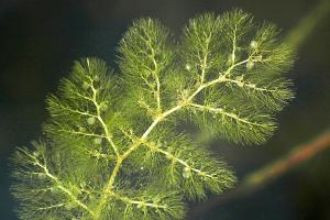 Bladderwort Bladderwort