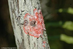 red lichen red lichen
