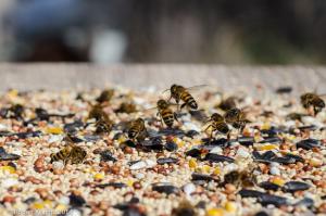 bees on bird seed bees on bird seed