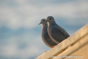 Mourning Doves