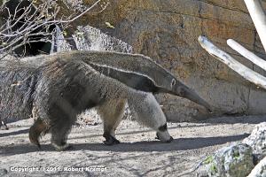 Giant Anteater