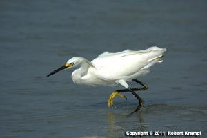 Snowy Egret