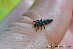 black and red insect