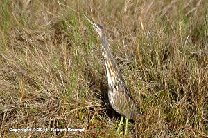 American Bittern